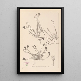 Herbier de la flore française Pl0016 - Louis Antoine Cusin — framed artwork on a wall