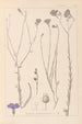 Herbier de la flore française Pl0017 - Louis Antoine Cusin — artwork view