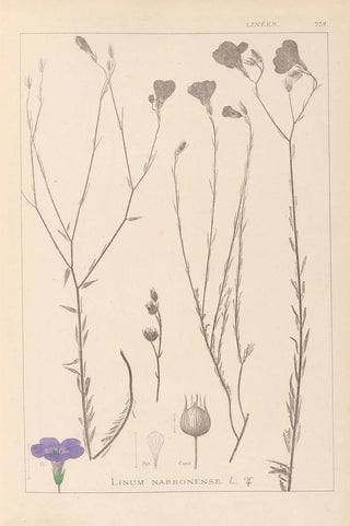 Herbier de la flore française Pl0017 - Louis Antoine Cusin — artwork view