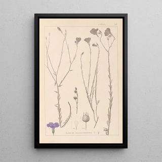 Herbier de la flore française Pl0017 - Louis Antoine Cusin — framed artwork on a wall