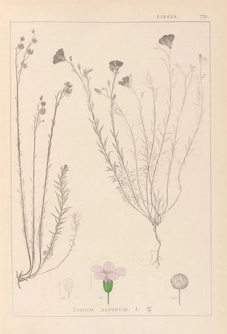 Herbier de la flore française Pl0020 - Louis Antoine Cusin — artwork view