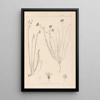 Herbier de la flore française Pl0020 - Louis Antoine Cusin — framed artwork on a wall