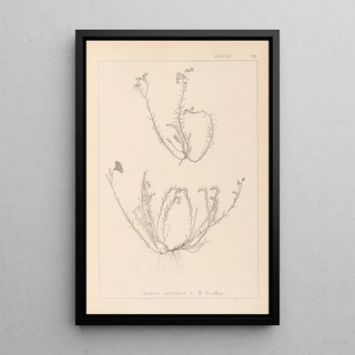 French flora herbarium painting Pl0021 - Louis Antoine Cusin — framed artwork on a wall