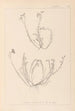 French flora herbarium painting Pl0021 - Louis Antoine Cusin — artwork view