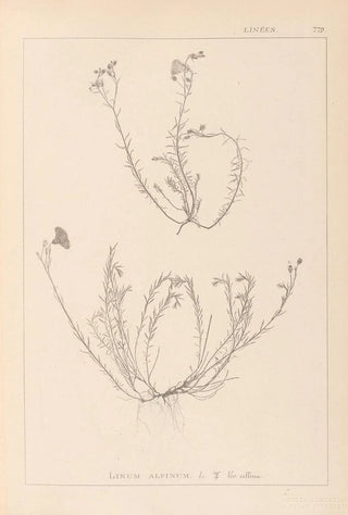 French flora herbarium painting Pl0021 - Louis Antoine Cusin — artwork view