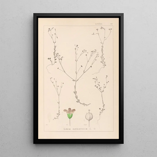 Herbier de la flore française Pl0023 - Louis Antoine Cusin — framed artwork on a wall