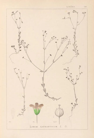 Herbier de la flore française Pl0023 - Louis Antoine Cusin — artwork view
