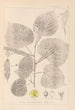 Herbier de la flore française Pl0025 - Louis Antoine Cusin — artwork view
