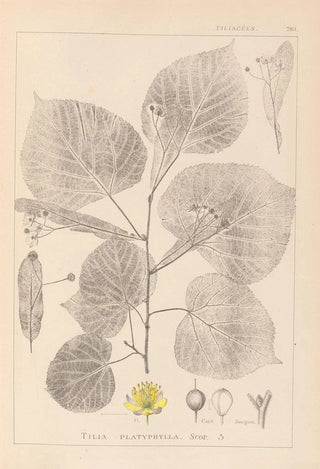 Herbier de la flore française Pl0025 - Louis Antoine Cusin — artwork view