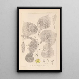 Herbier de la flore française Pl0025 - Louis Antoine Cusin — framed artwork on a wall