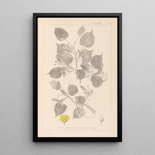 Herbier de la flore française Pl0026 - Louis Antoine Cusin — framed artwork on a wall