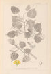 Herbier de la flore française Pl0026 - Louis Antoine Cusin — artwork view