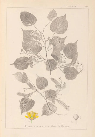 Herbier de la flore française Pl0026 - Louis Antoine Cusin — artwork view