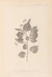 Herbier de la flore française Pl0027 - Louis Antoine Cusin — artwork view