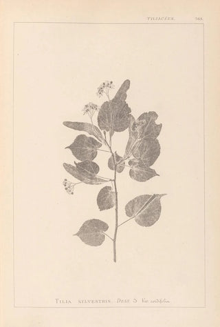 Herbier de la flore française Pl0027 - Louis Antoine Cusin — artwork view