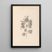 Herbier de la flore française Pl0027 - Louis Antoine Cusin — framed artwork on a wall