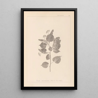 Herbier de la flore française Pl0027 - Louis Antoine Cusin — framed artwork on a wall