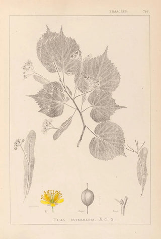 Herbier de la flore française Pl0028 - Louis Antoine Cusin — artwork view
