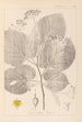 Herbier de la flore française Pl0029 - Louis Antoine Cusin — artwork view