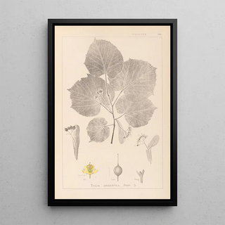 Herbier de la flore française Pl0030 - Louis Antoine Cusin — framed artwork on a wall