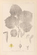 Herbier de la flore française Pl0030 - Louis Antoine Cusin — artwork view