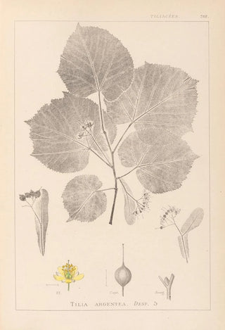 Herbier de la flore française Pl0030 - Louis Antoine Cusin — artwork view