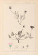Herbier de la flore française Pl0031 - Louis Antoine Cusin — artwork view