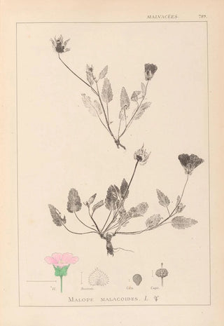 Herbier de la flore française Pl0031 - Louis Antoine Cusin — artwork view