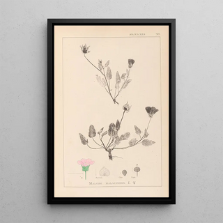 Herbier de la flore française Pl0031 - Louis Antoine Cusin — framed artwork on a wall