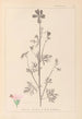 Herbier de la flore française Pl0033 - Louis Antoine Cusin — artwork view