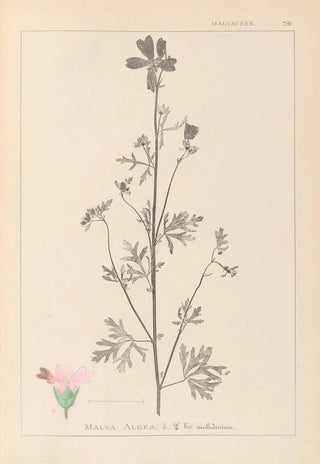 Herbier de la flore française Pl0033 - Louis Antoine Cusin — artwork view