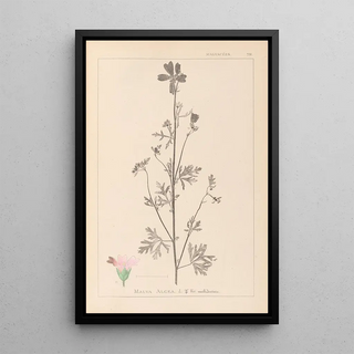 Herbier de la flore française Pl0033 - Louis Antoine Cusin — framed artwork on a wall