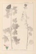 Herbier de la flore française Pl0034 - Louis Antoine Cusin — artwork view