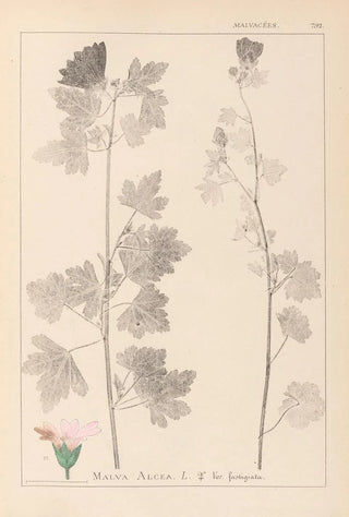 Herbier de la flore française Pl0034 - Louis Antoine Cusin — artwork view
