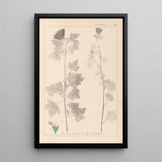 Herbier de la flore française Pl0034 - Louis Antoine Cusin — framed artwork on a wall