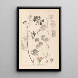 Herbier de la flore française Pl0035 - Louis Antoine Cusin — framed artwork on a wall