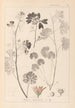 Herbier de la flore française Pl0035 - Louis Antoine Cusin — artwork view