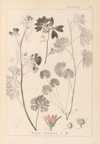 Herbier de la flore française Pl0035 - Louis Antoine Cusin — artwork view