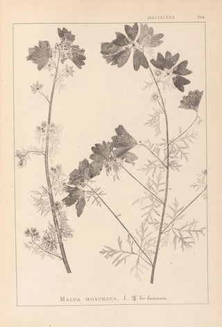 Herbier de la flore française Pl0036 - Louis Antoine Cusin — artwork view