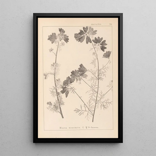 Herbier de la flore française Pl0036 - Louis Antoine Cusin — framed artwork on a wall