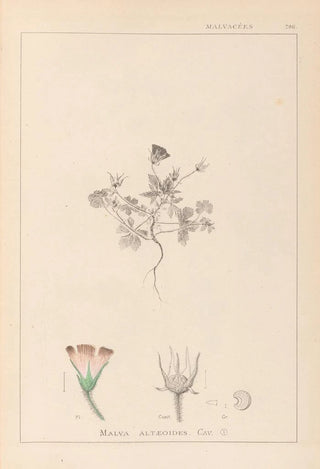 Herbier de la flore française Pl0038 - Louis Antoine Cusin — artwork view