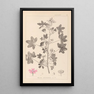 Herbier de la flore française Pl0039 - Louis Antoine Cusin — framed artwork on a wall