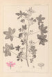 Herbier de la flore française Pl0039 - Louis Antoine Cusin — artwork view