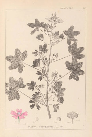 Herbier de la flore française Pl0039 - Louis Antoine Cusin — artwork view