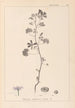 Herbier de la flore française Pl0040 - Louis Antoine Cusin — artwork view