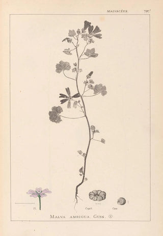 Herbier de la flore française Pl0040 - Louis Antoine Cusin — artwork view