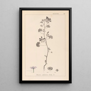 Herbier de la flore française Pl0040 - Louis Antoine Cusin — framed artwork on a wall
