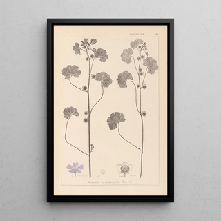 Herbier de la flore française Pl0041 - Louis Antoine Cusin — framed artwork on a wall