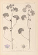 Herbier de la flore française Pl0041 - Louis Antoine Cusin — artwork view