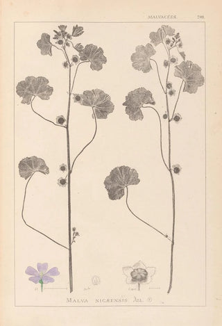 Herbier de la flore française Pl0041 - Louis Antoine Cusin — artwork view